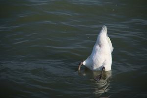 The Urgency Paradox